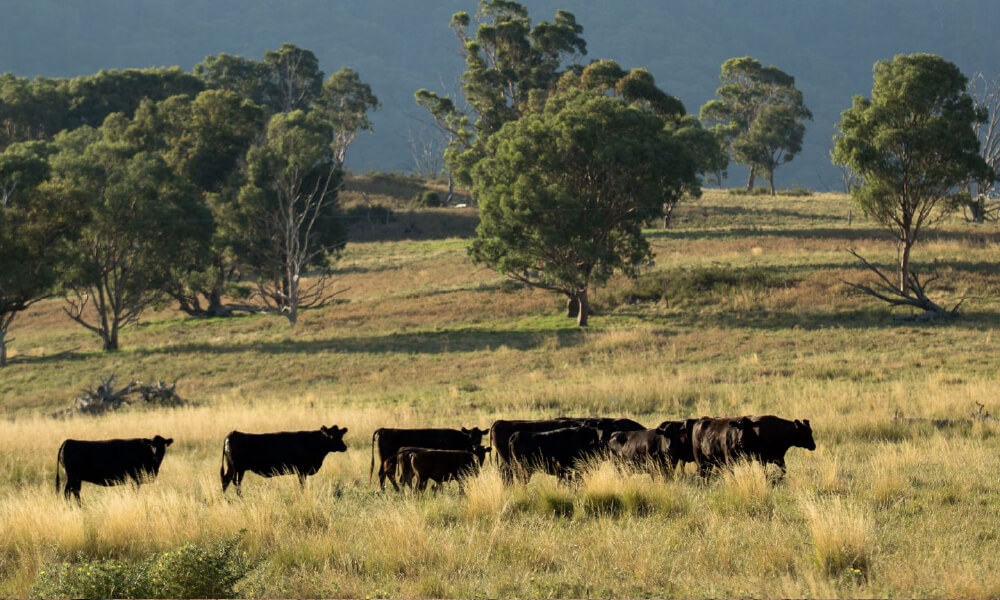 Cattle backgrounding country in NSW