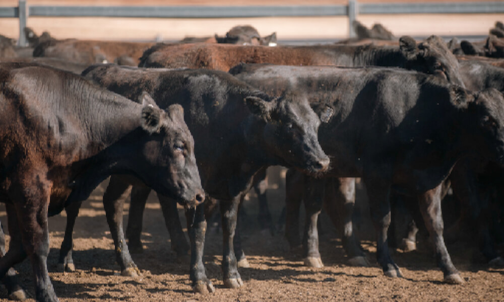 Jack's Creek cattle breeding country