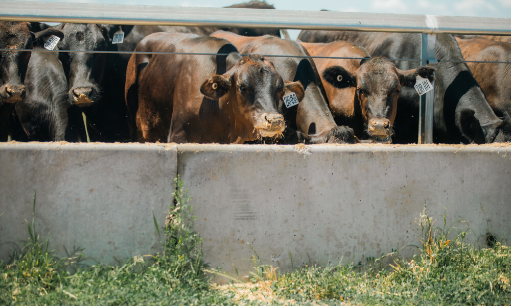 Jack's Creek cattle in a feedlot setting